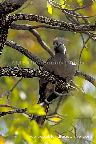 Grey Lourie (Crinifer concolor), S. Africa - Touraco concolore (SAF-BIR-0131)