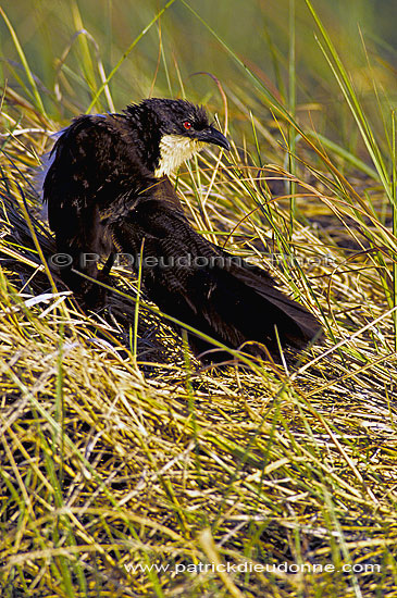 Copperytailed Coucal (Centropus cupreicaudus), Botswana - Coucal des papyrus (SAF-BIR-0152)