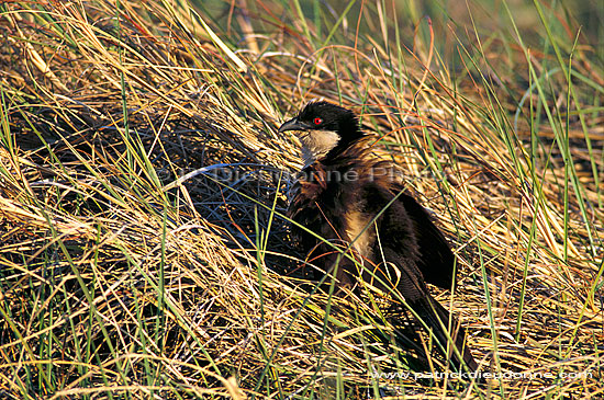 Copperytailed Coucal (Centropus cupreicaudus), Botswana - Coucal des papyrus (saf-bir-0249)