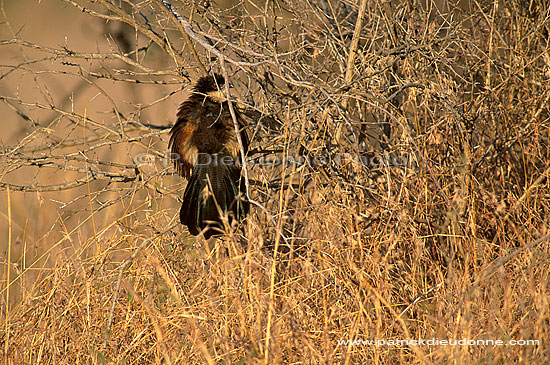 Burchell's Coucal (Centropus superciliosus), S. Africa - Coucal de Burchell (saf-bir-0250)