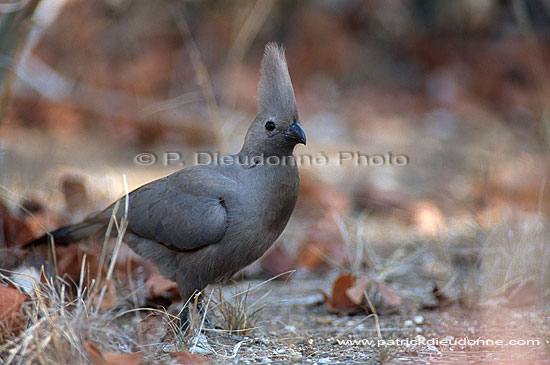 Grey Lourie (Crinifer concolor), S. Africa - Touraco concolore (saf-bir-0251)