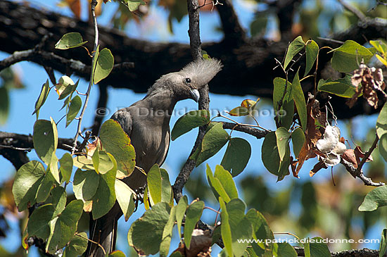 Grey Lourie (Crinifer concolor), S. Africa - Touraco concolore (saf-bir-0252)