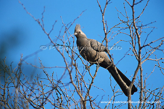 Grey Lourie (Crinifer concolor), S. Africa - Touraco concolore (saf-bir-0430)