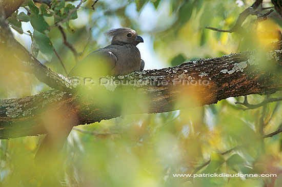 Grey Lourie (Crinifer concolor), S. Africa - Touraco concolore (saf-bir-0436)