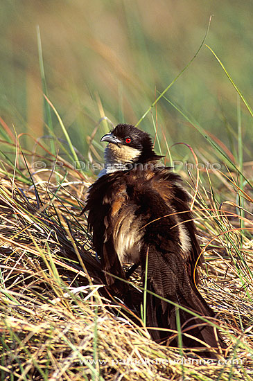 Copperytailed Coucal (Centropus cupreicaudus), Botswana - Coucal des papyrus (saf-bir-0487)