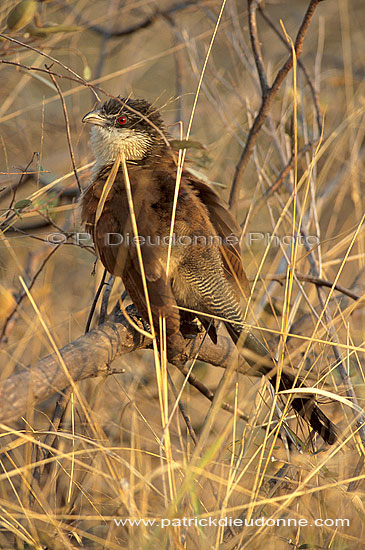 Burchell's Coucal (Centropus superciliosus), S. Africa - Coucal de Burchell