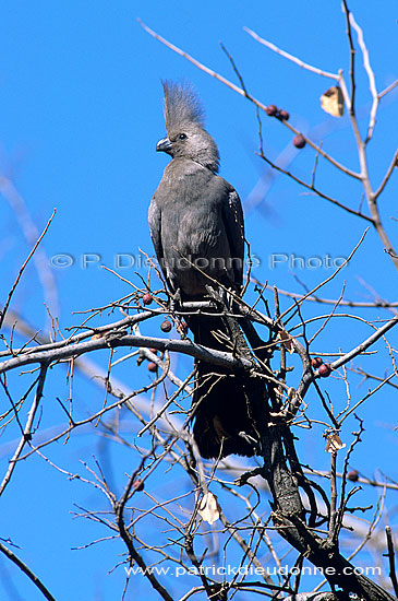 Grey Lourie (Crinifer concolor), S. Africa - Touraco concolore (saf-bir-0489)