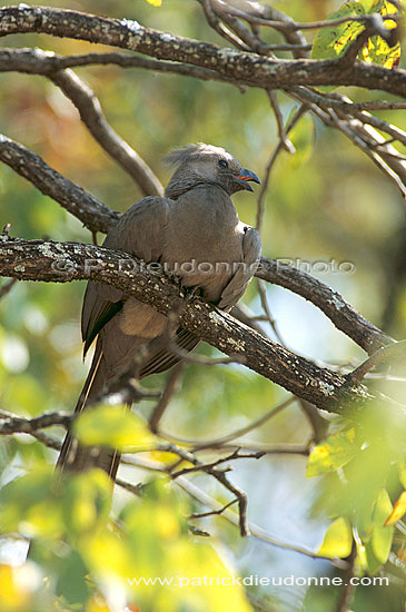 Grey Lourie (Crinifer concolor), S. Africa - Touraco concolore (saf-bir-0557)