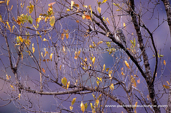 Pearlspotted owl - Chevêchette perlée (Glaucidium perlatum), Afr. du sud (SAF-BIR-0001)