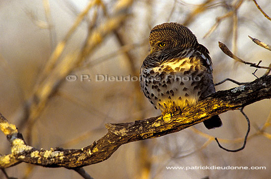 Barred Owl (Glaucidium capense) - Chevechette du Cap, Af. du Sud (SAF-BIR-0002)