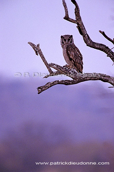 Giant Eagle Owl (Bubo lacteus), South Africa - Grand-Duc de Verreaux (SAF-BIR-0126)