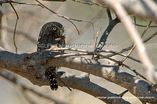 Pearlspotted owl - Chevêchette perlée (Glaucidium perlatum) S. Africa (saf-bir-0442)