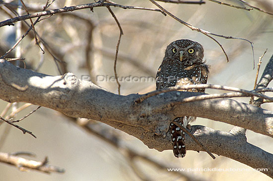 Pearlspotted owl - Chevêchette perlée (Glaucidium perlatum) S. Africa (saf-bir-0443)