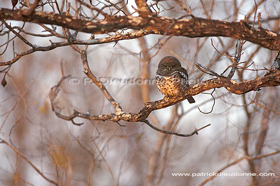 Barred owl, South Africa - Chevêchette du Cap (Glaucidium capense) (saf-bir-0444)