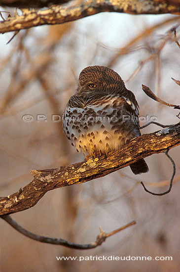 Barred owl, South Africa - Chevêchette du Cap (Glaucidium capense) (saf-bir-0560)