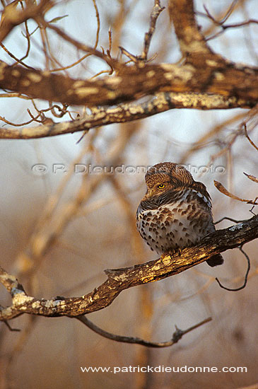 Barred owl, South Africa - Chevêchette du Cap (Glaucidium capense ) (saf-bir-0561)