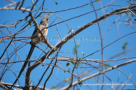 Whitebacked Mousebird (Colius colius) - Coliou à dos blanc, Namibie (saf-bir-0254)