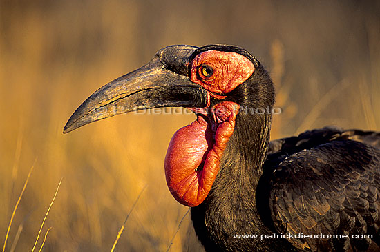 Ground Hornbill - Calao terrestre (Bucorvus leadbeateri), Afrique du Sud (SAF-BIR-0008)