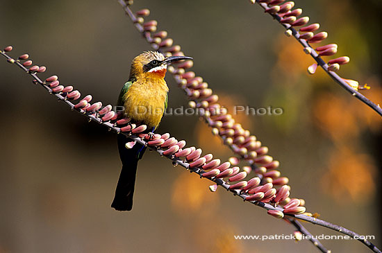Whitefronted bee-eater (Merops bullockoides) - Guêpier à front blanc, Af. du sud (SAF-BIR-0015)
