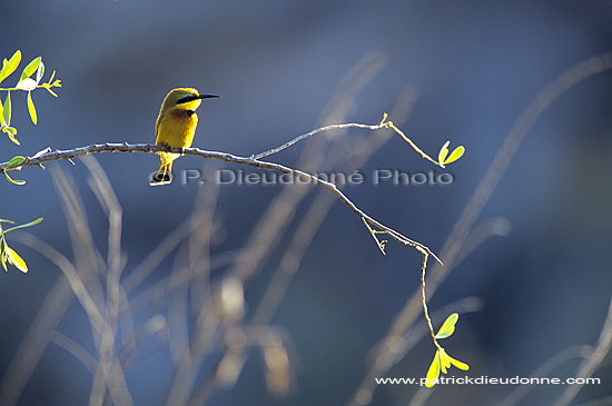 Little bee-eater (Merops pusillus) - Guêpier nain, Afrique du Sud (SAF-BIR-0057)