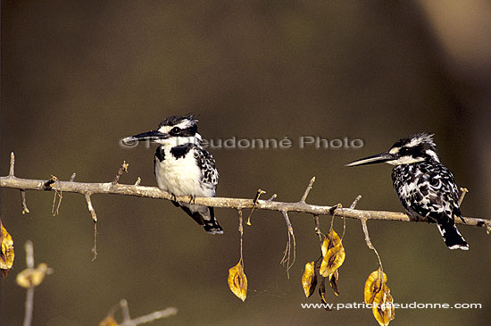 Pied Kingfisher (Ceryle rudis) - Alcyon pie, Okavango, Botswana. (SAF-BIR-0058)