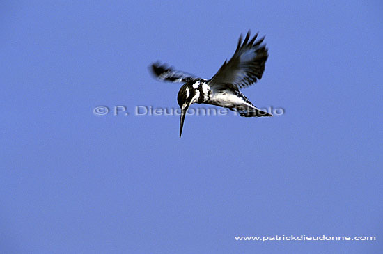 Pied Kingfisher (Ceryle rudis) - Alcyon pie, Okavango, Botswana. (SAF-BIR-0059)