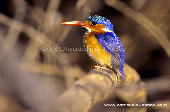 Malachite Kingfisher (Alcedo cristata) - Martin-pêcheur huppé, Botswana (SAF-BIR-0060)