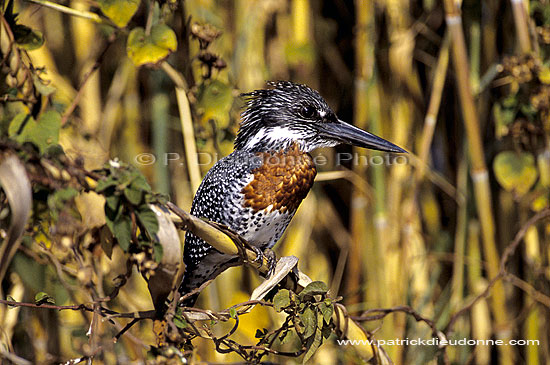 Giant Kingfisher (Ceryle maxima) - Alcyon géant, Botswana.(SAF-BIR-0061)