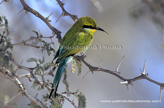 Swallowtailed bee-eater (Merops hirundineus) - Guêpier à queue d'aronde, Af. du sud (SAF-BIR-0073)