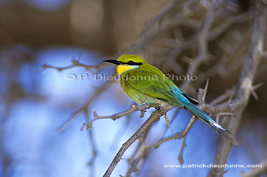 Swallowtailed bee-eater (Merops hirundineus) - Guêpier à queue d' aronde (SAF-BIR-0084)