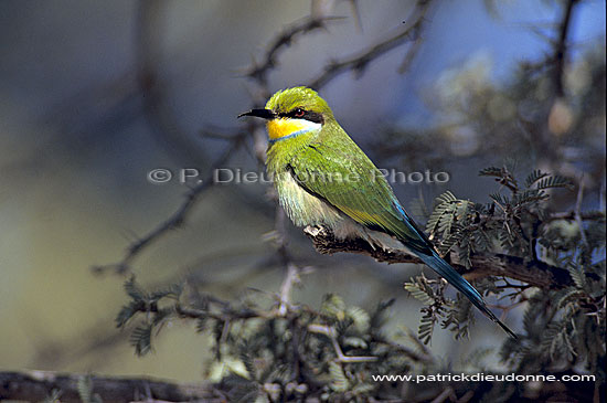 Swallowtailed bee-eater (Merops hirundineus) - Guêpier à queue d'aronde, Af. du sud (SAF-BIR-0107)