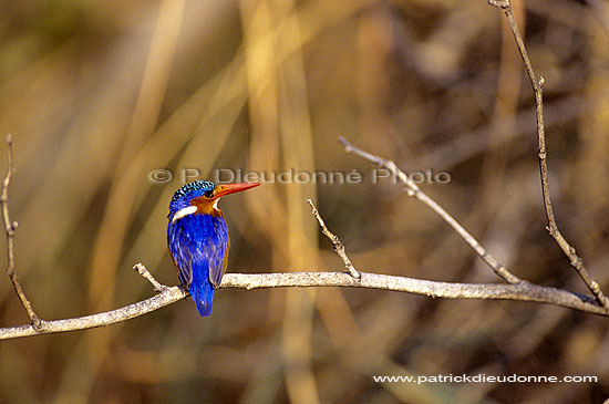 Malachite Kingfisher (Alcedo cristata) - Martin-pêcheur huppé, Botswana (SAF-BIR-0109)