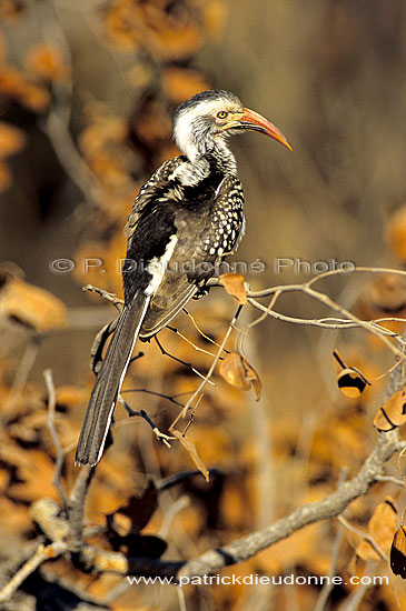 Redbilled Hornbill (Tockus erythrorhynchus) - Calao à bec rouge, Af. du sud (SAF-BIR-0128)