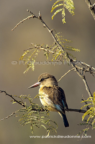 Brownhooded Kingfisher (Alcyon albiventris) - Martin-chasseur à tête brune (SAF-BIR-0136)