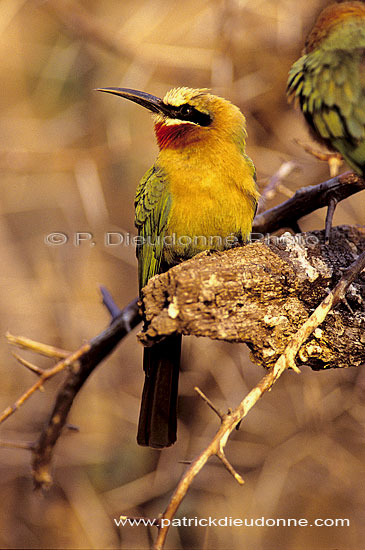 Whitefronted bee-eater (Merops bullockoides) - Guêpier à front blanc, Botswana (SAF-BIR-0154)