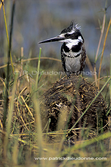 Pied Kingfisher (Ceryle rudis) - Alcyon pie, Okavango, Botswana. (SAF-BIR-0155)