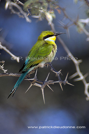 Swallowtailed bee-eater (Merops hirundineus) - Guêpier à queue d'aronde, Afr. du Sud (SAF-BIR-0171)