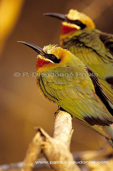 Whitefronted bee-eater (Merops bullockoides) - Guêpier à front blanc, Botswana (SAF-BIR-0174)