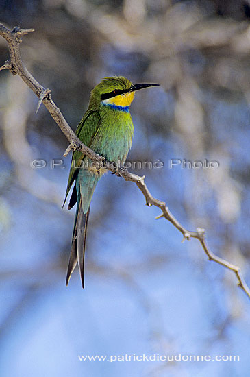 Swallowtailed bee-eater (Merops hirundineus) - Guêpier à queue d'aronde (SAF-BIR-0176)