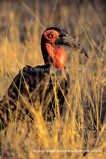 Ground Hornbill - Calao terrestre (Bucorvus leadbeateri), Afrique du Sud (SAF-BIR-0178)