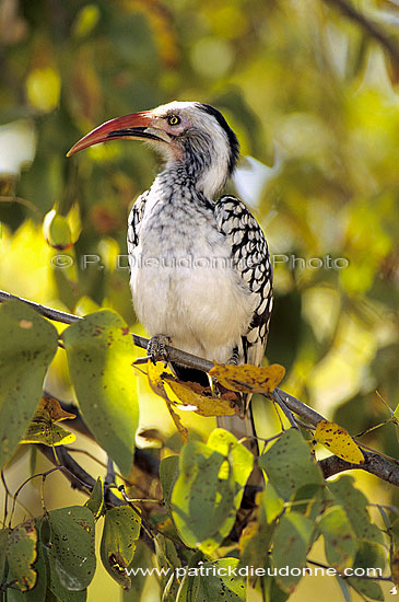 Redbilled Hornbill (Tockus erythrorhynchus) - Calao à bec rouge, afrique du sud (SAF-BIR-0180)