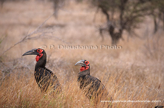 Ground Hornbill - Calao terrestre (Bucorvus leadbeateri), Afrique du sud (saf-bir-0279)