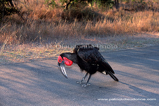 Ground Hornbill - Calao terrestre (Bucorvus leadbeateri), Afrique du Sud (saf-bir-0280)