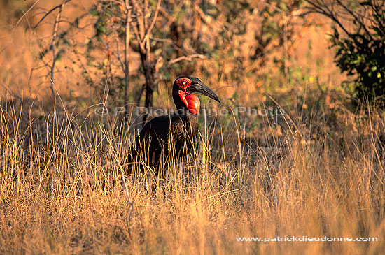 Ground Hornbill - Calao terrestre (Bucorvus leadbeateri), Afrique du sud (saf-bir-0285)