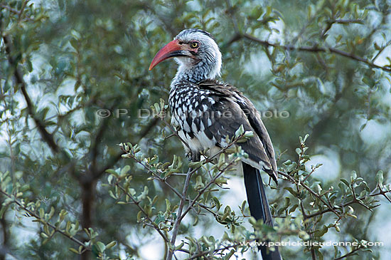 Redbilled Hornbill (Tockus erythrorhynchus) - Calao à bec rouge, Afrique du Sud (saf-bir-0326)