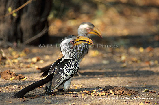 Yellowbilled Hornbills (Tockus flavirostris) S. Africa - Calaos à bec jaune (saf-bir-0332)