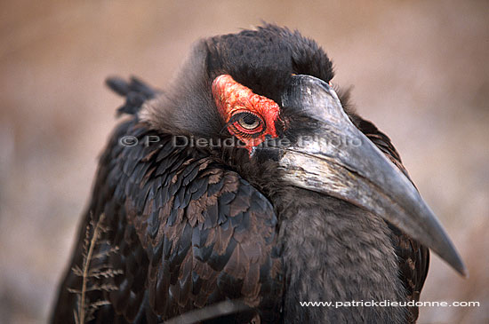 Ground Hornbill - Calao terrestre (Bucorvus leadbeateri), Afrique du Sud (saf-bir-0333)