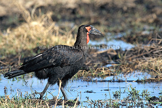 Ground Hornbill - Calao terrestre (Bucorvus leadbeateri), Botswana (saf-bir-0334)