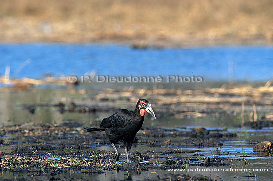 Ground Hornbill - Calao terrestre (Bucorvus leadbeateri), Botswana (saf-bir-0335)
