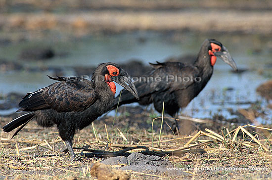 Ground Hornbill - Calao terrestre (Bucorvus leadbeateri), Botswana (saf-bir-0338)